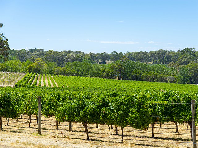 Travel to Margaret River Wineries