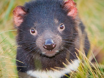 Ian Darbyshire Tasmanian Devils Extinction Interview