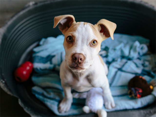 Pets Take-Back Program