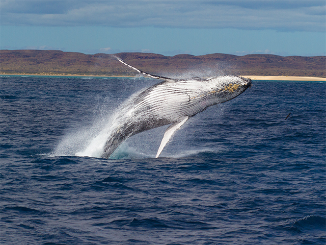 Western Australia A Sun filled Journey Through Cities and Coastlines