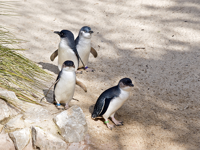 Phillip Island Australia