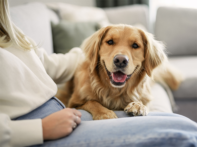 10 Signs Your Dog or Cat Might Be Feeling Anxious