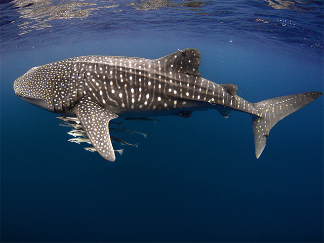 Visit Exmouth, WA Whale Sharks & sun kissed weather