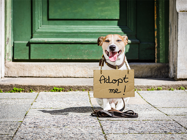 Puppy or Rescue Dog? Here's How to Find Your Perfect Best Friend
