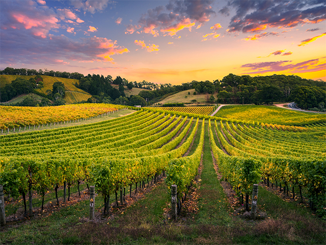 South Australia for Women: Wild Beauty, Wine, and Wellness in the Festival State