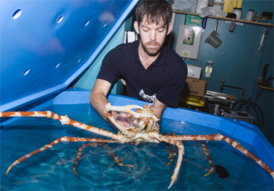 Sydney Aquarium's Japanese Spider Crab