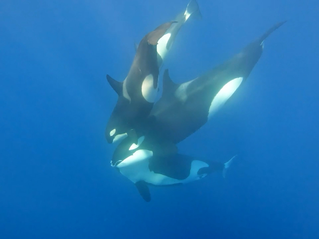 Killer Whale: Australia's Megapod Splashes onto the ABC this August