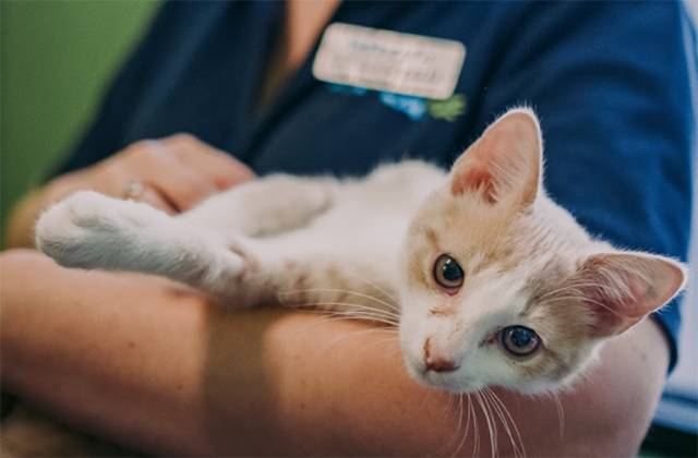 602 kittens will enter shelters each wee