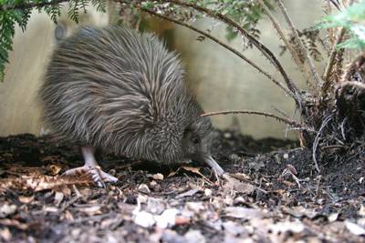 Kiwi Making Home in Dunedin