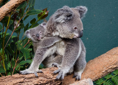 Sydney Wildlife World launches KOALA HQ