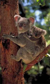 Koalas Slow Life In The Fast Lane