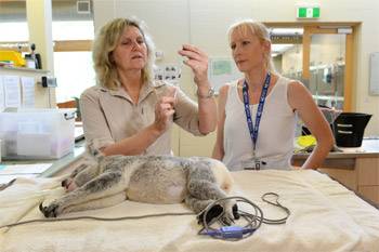 Koala Chlamydia Vaccine at Australia Zoo Wildlife Hospital