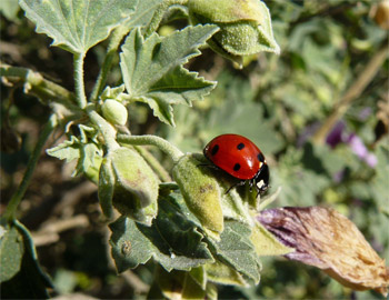 Organic Gardening Pest Control Tips