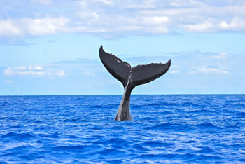 6 Whale Watching Hot Spots