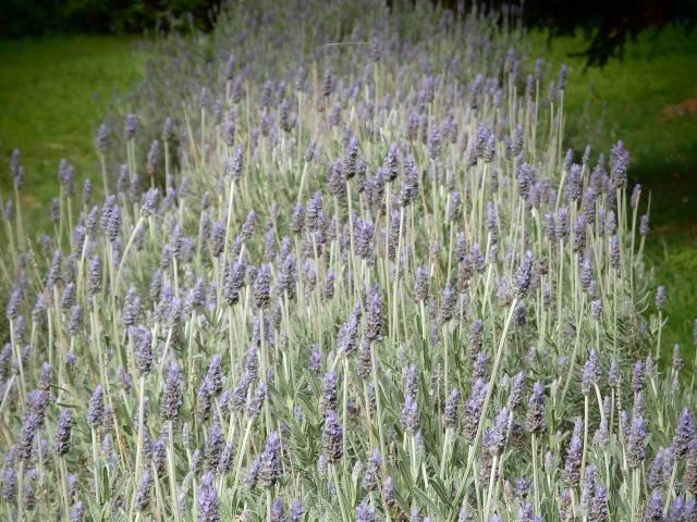 Lavender And Dandelion Cookies