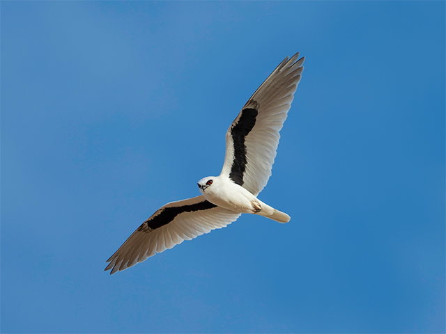 Hachette Australia and Letter-winged Kite Project