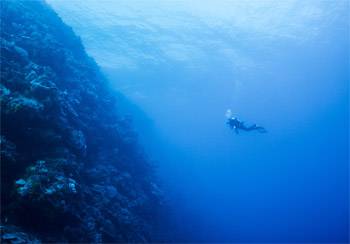 Life On The Reef