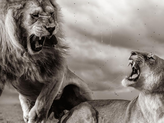 Stunning Images Unveiled as Wildlife Photographer of the Year arrives at the Maritime Museum