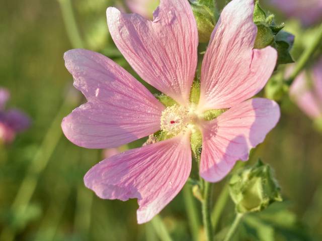 Marshmallow Root Cough Syrup