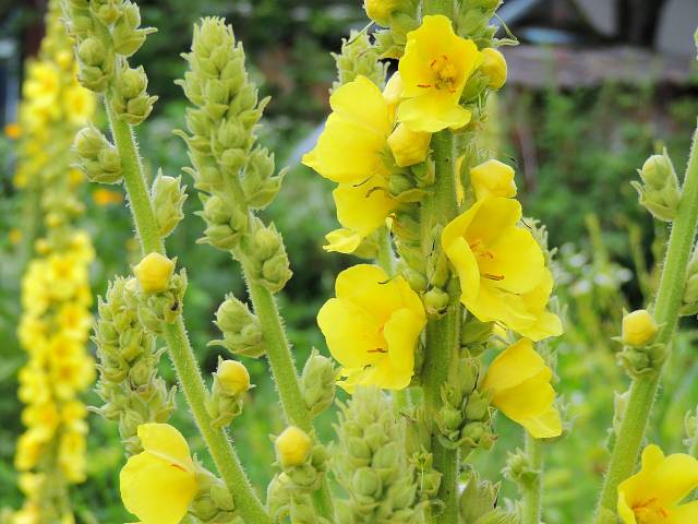 Garlic And Mullein Oil