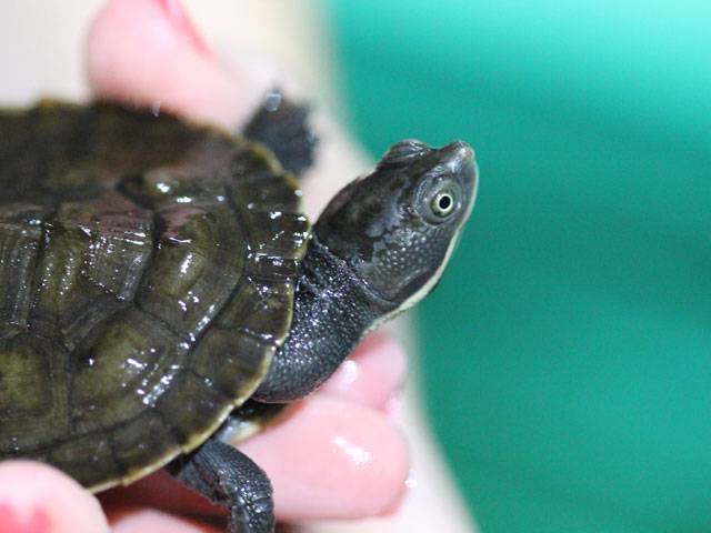 The Murray River Turtles