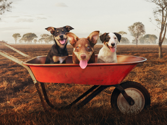 Muster Dogs Is Back With Two Unmissable Series