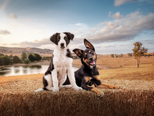 Muster Dogs Unleashed: The Global Sensation Is Back