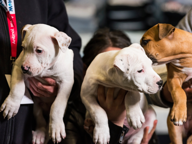 A Pawfect National Pet Day: Australia's Biggest Cat And Dog Festival Is Back