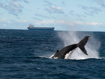 Newcastle: Hotspot for Winter Whale Watching