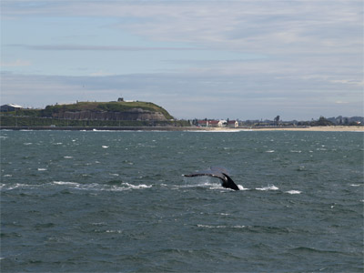 Whale Watching Season opens in Newcastle