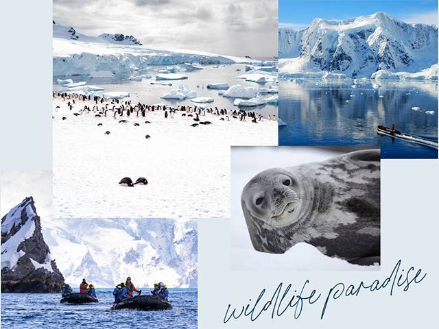 OceanZen Travel's journey to Antarctica, the 7th Continent