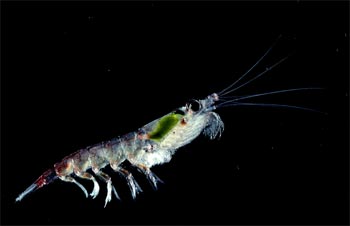 OmegaGen Neptune Krill Oil