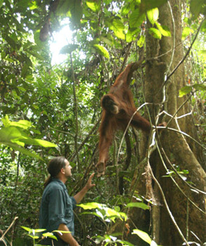 Orangutan Caring Week