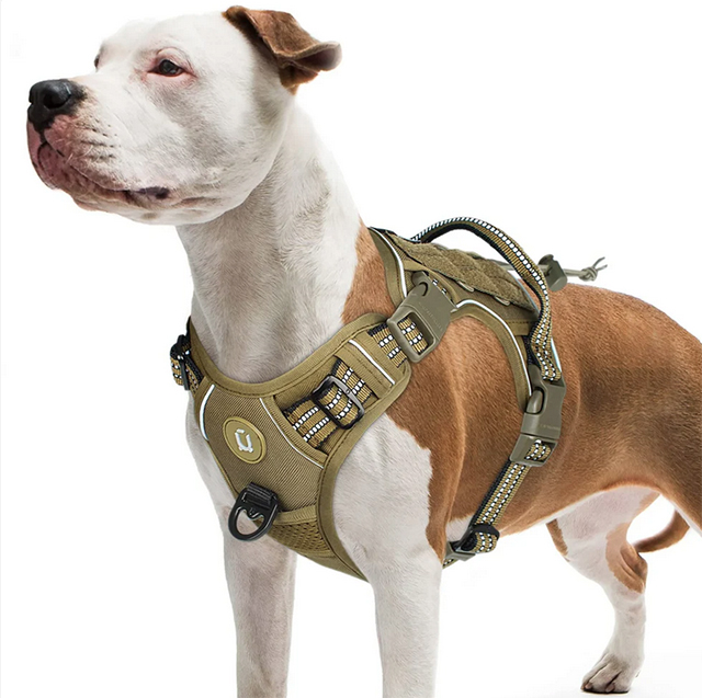 The Busy Woman's Guide to Stress-Free Dog Walking