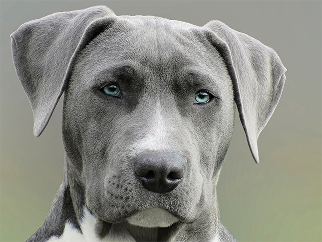 Divorce, Who Gets the Dog?