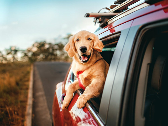 Exploring Pet-Friendly Cafés and Getaways Across Australia