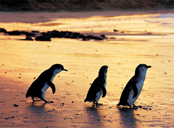 Phillip Island Nature Parks Family Packs Pass