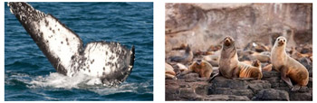 Record Numbers of Whale Sightings Predicted off Phillip Island These School Holidays