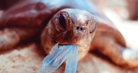 Biodegradable Bags