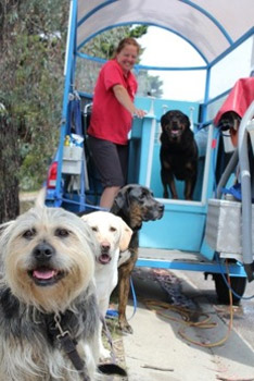 Aussie Pooch Mobile