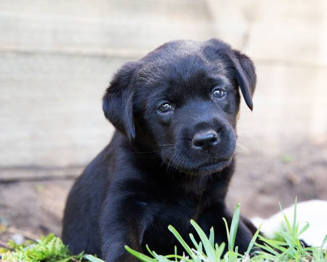 Guide Dogs Australia