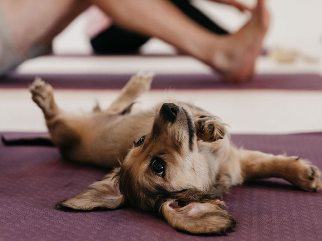 Puppy Yoga Meets Coconut Water: Aussie Businesses Combine for Ultimate Wellness Craze