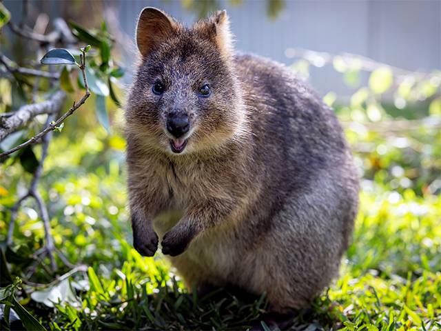 Australia Zoo's new quokka