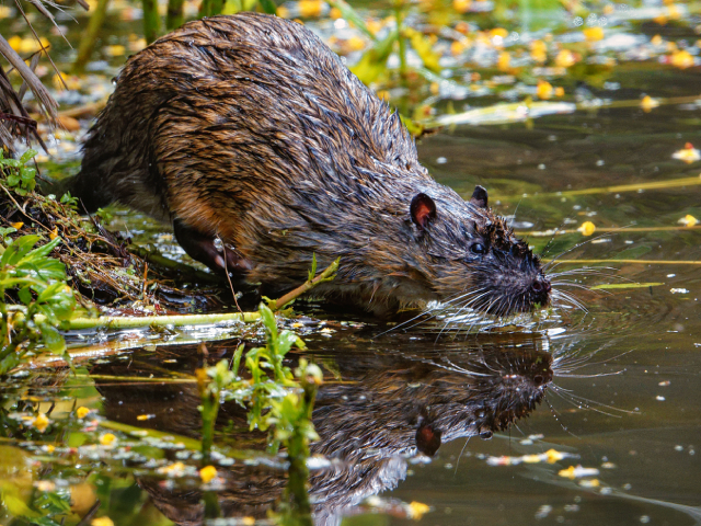 Rakali, The Native Water Rat, Voted as Australia's Most Underrated Animal