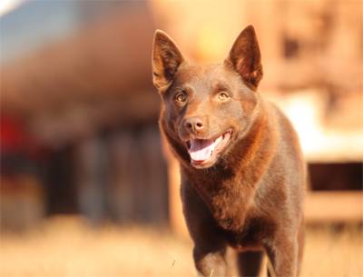 Red Dog Star Koko wins Golden Collar Award in Los Angeles