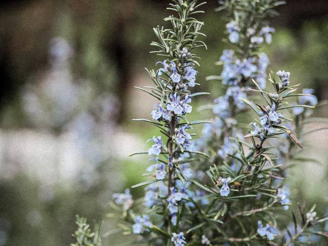 Rosemary And Calendula Shortbread