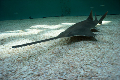 Oceanworld Manly Welcomes the Endangered Sawfish