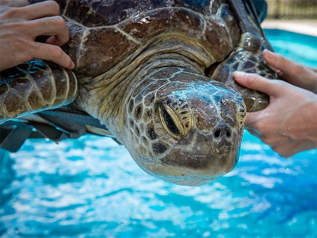 Spike in sea turtle admissions, including mystery shell disease in green turtles