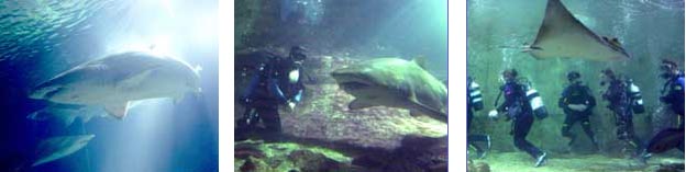 Shark Dive Extreme