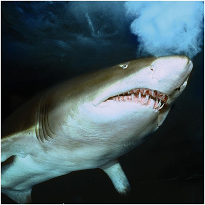 Face your fear during Shark Month at Sydney Aquarium